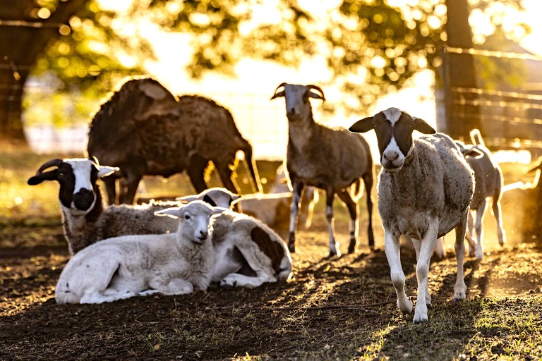 Tiny Houses (Australia, Strathdickie, Queensland)