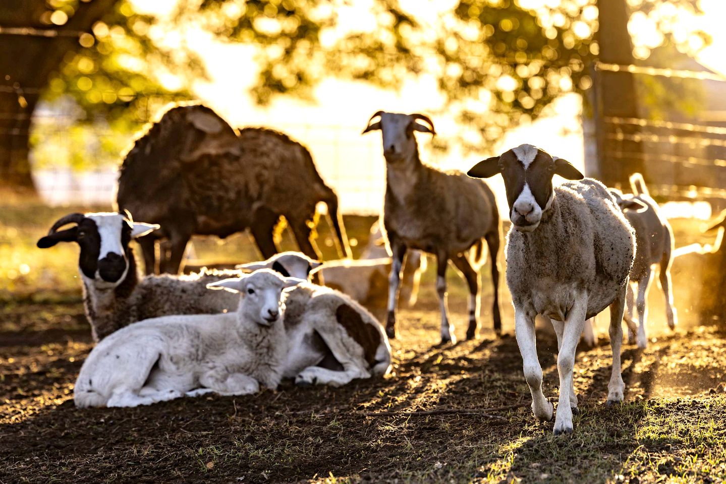 Peaceful Tiny House Stay with River Access near Airlie Beach, Whitsunday Region QLD