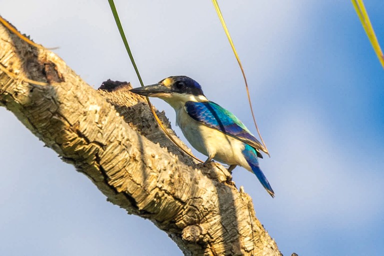 Tiny Houses (Australia, Strathdickie, Queensland)