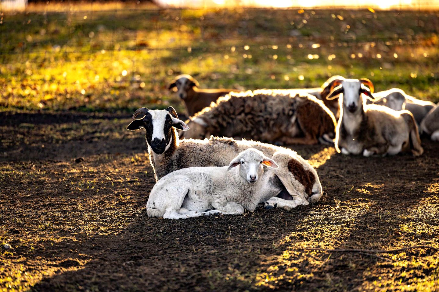 Peaceful Tiny House Stay with River Access near Airlie Beach, Whitsunday Region QLD