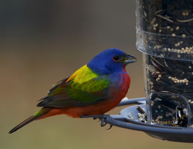 Cabins (United States of America, Mountain Home, Texas)