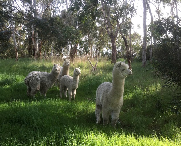 Cottages (Inman Valley, South Australia, Australia)