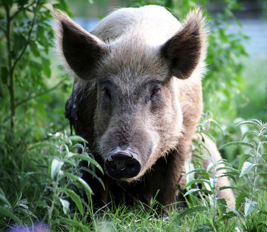Rustic Vacation Getaway with a Private Balcony near Greenville, Texas