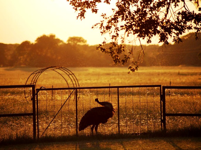 Nature Lodges (Quinlan, Texas, United States)