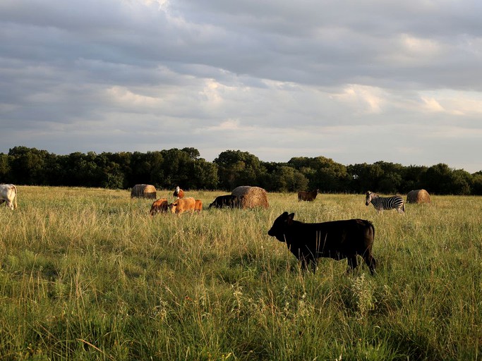 Nature Lodges (Quinlan, Texas, United States)
