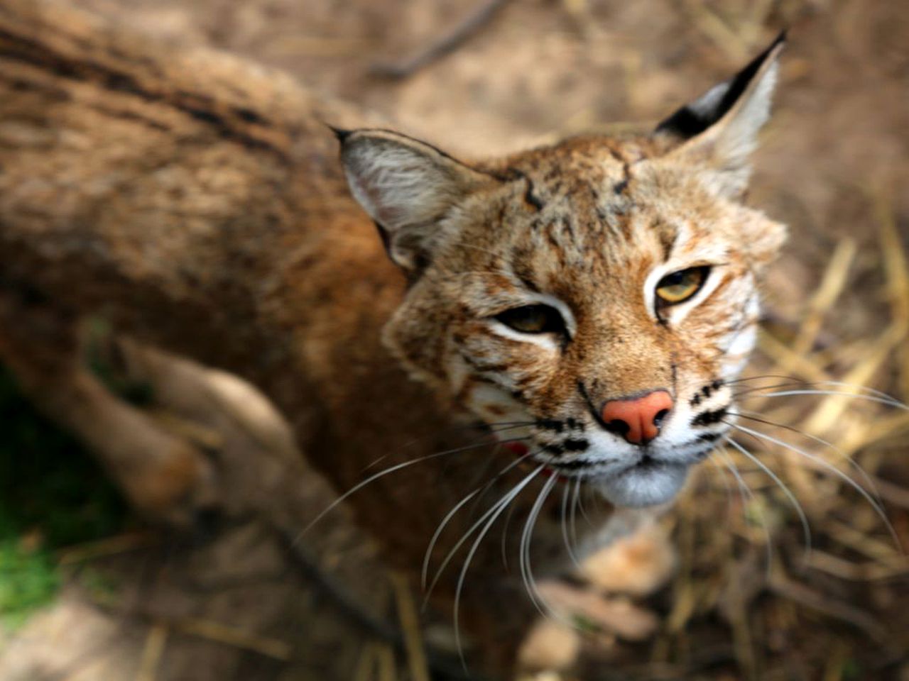 Rustic Vacation Getaway with a Private Balcony near Greenville, Texas