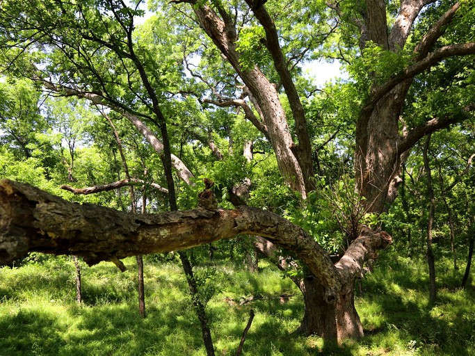 Nature Lodges (Quinlan, Texas, United States)
