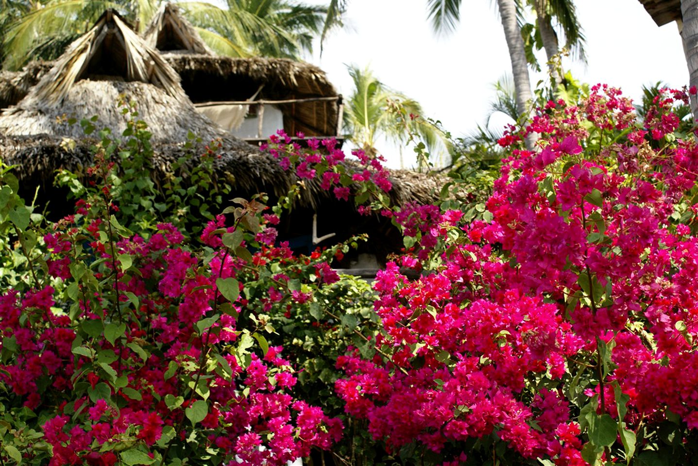 Romantic Oceanfront Rental with Traditional Palapa in Colima, Mexico