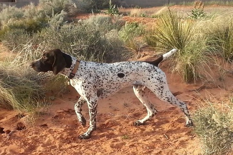 Vacation Rentals (United States of America, Page, Arizona)