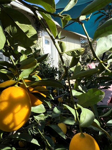 Cottages (United States of America, Fallbrook, California)