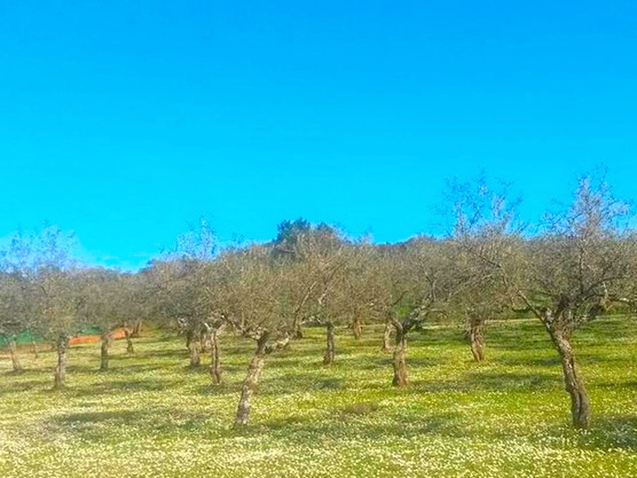 Charming Pet-Friendly Rental for an Eco-Friendly Getaway in Extremadura, Spain