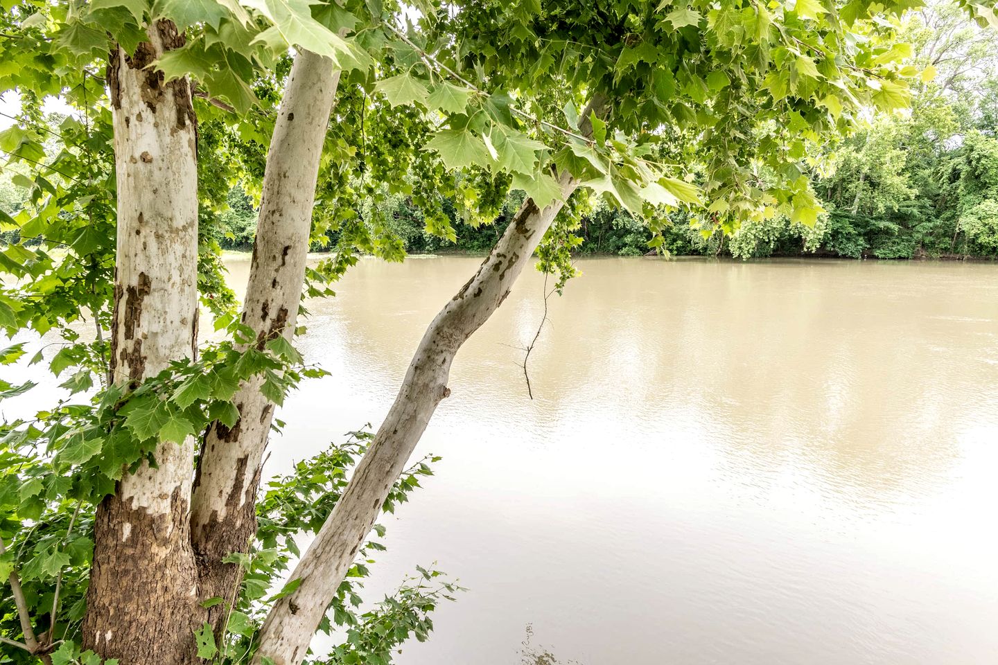 Pet-Friendly Cabin on the Banks of the Colorado River in Bastrop, TX