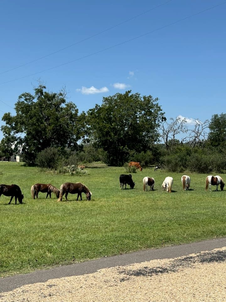 Pet-Friendly Cabin with Sweeping Views Overlooking Fredericksburg, Texas