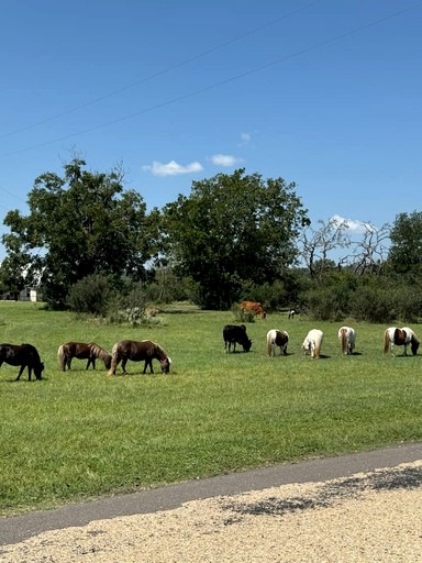 Cabins (United States of America, Fredericksburg, Texas)