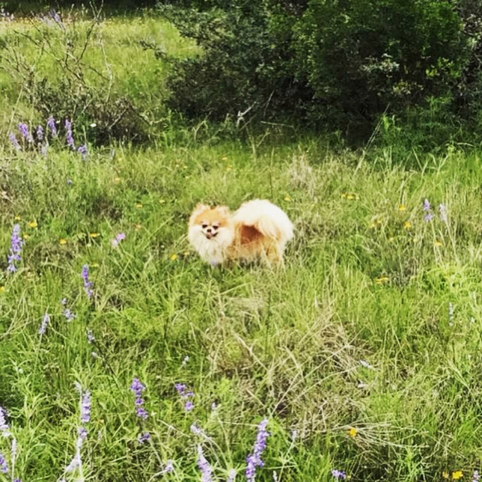 Pet-Friendly Cabin with Sweeping Views Overlooking Fredericksburg, Texas