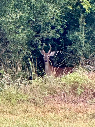 Cabins (United States of America, Fredericksburg, Texas)