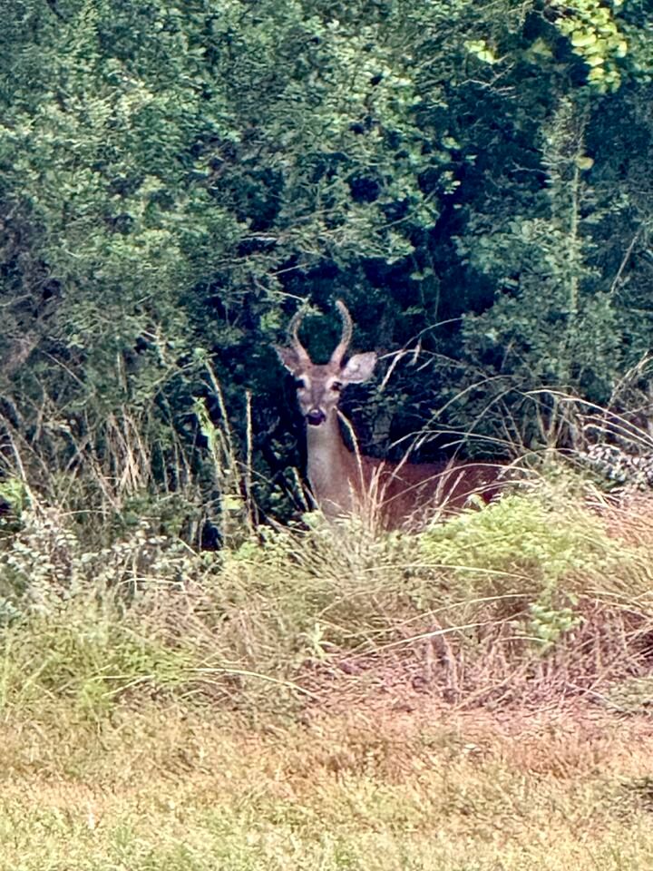 Pet-Friendly Cabin with Sweeping Views Overlooking Fredericksburg, Texas