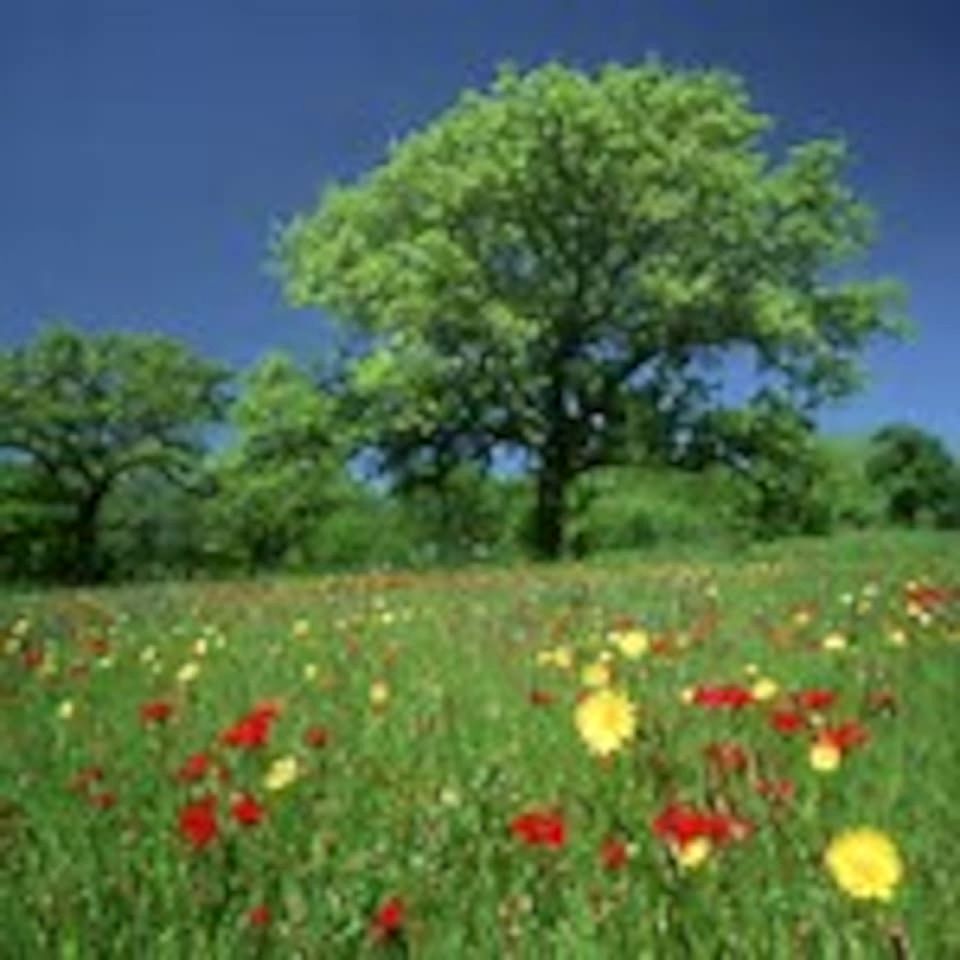 Pet-Friendly Cabin with Sweeping Views Overlooking Fredericksburg, Texas