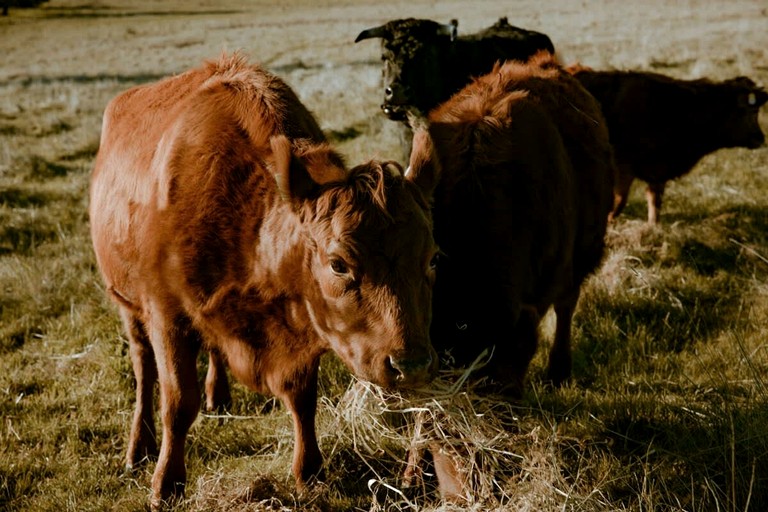 Tiny Houses (Australia, Smeaton, Victoria)