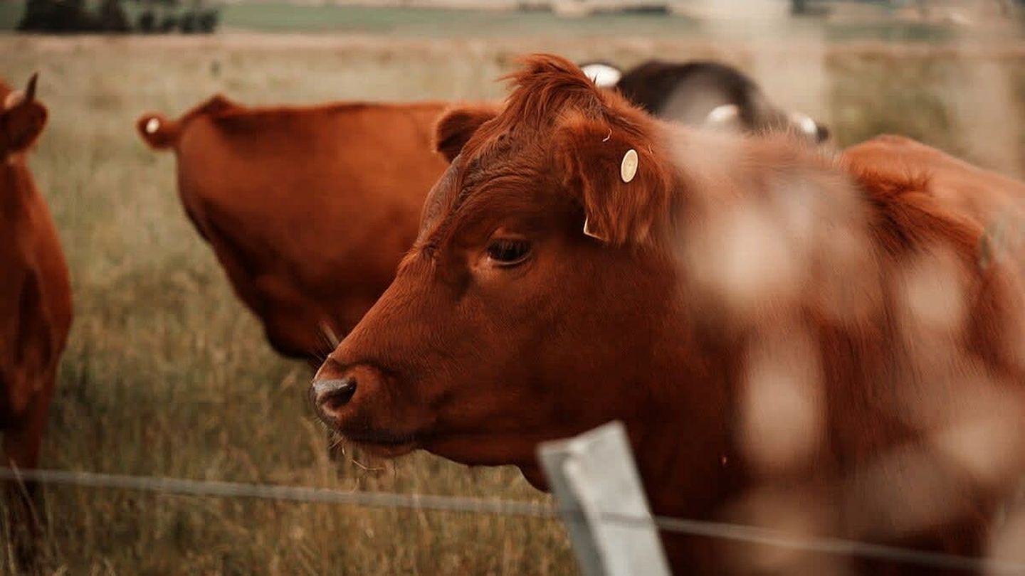 Pet Friendly Farm Stay Glamping in a Victoria Tiny Home