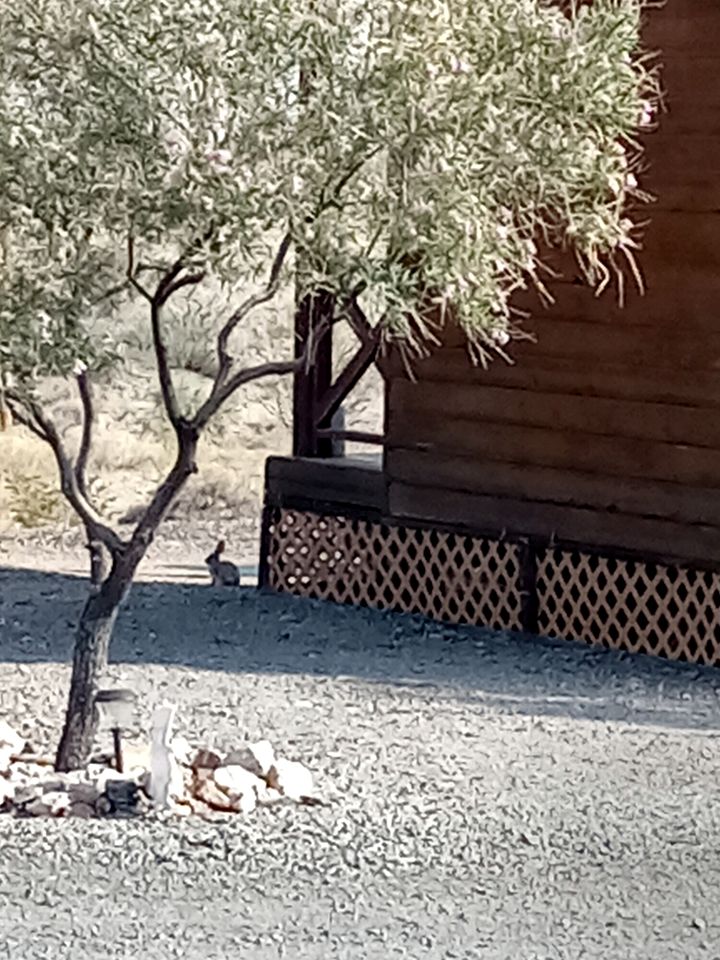 Pet Friendly Glamping Cabin, Ideal to Discover Lake Mead National Recreation Area