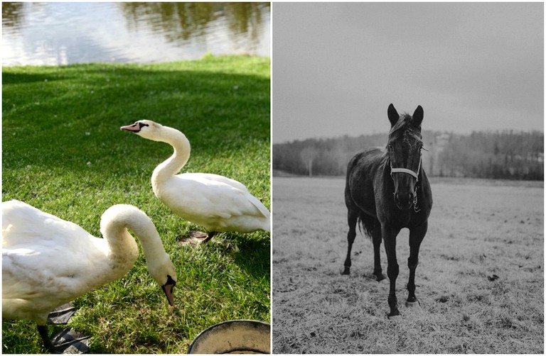 Log Cabins (Crofton, Kentucky, United States)
