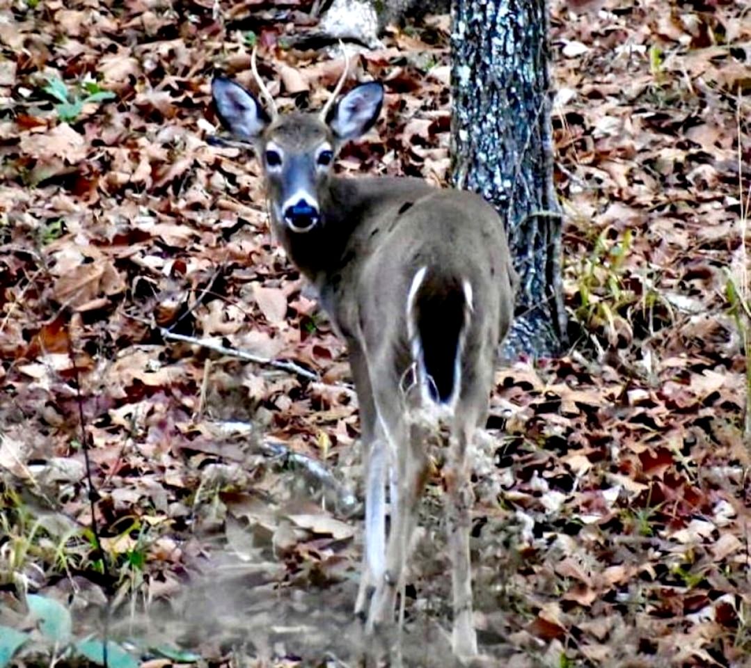 Pet Friendly Paradise in the Southern Hills of Hochatown, Oklahoma, Perfect for a Weekend Escape