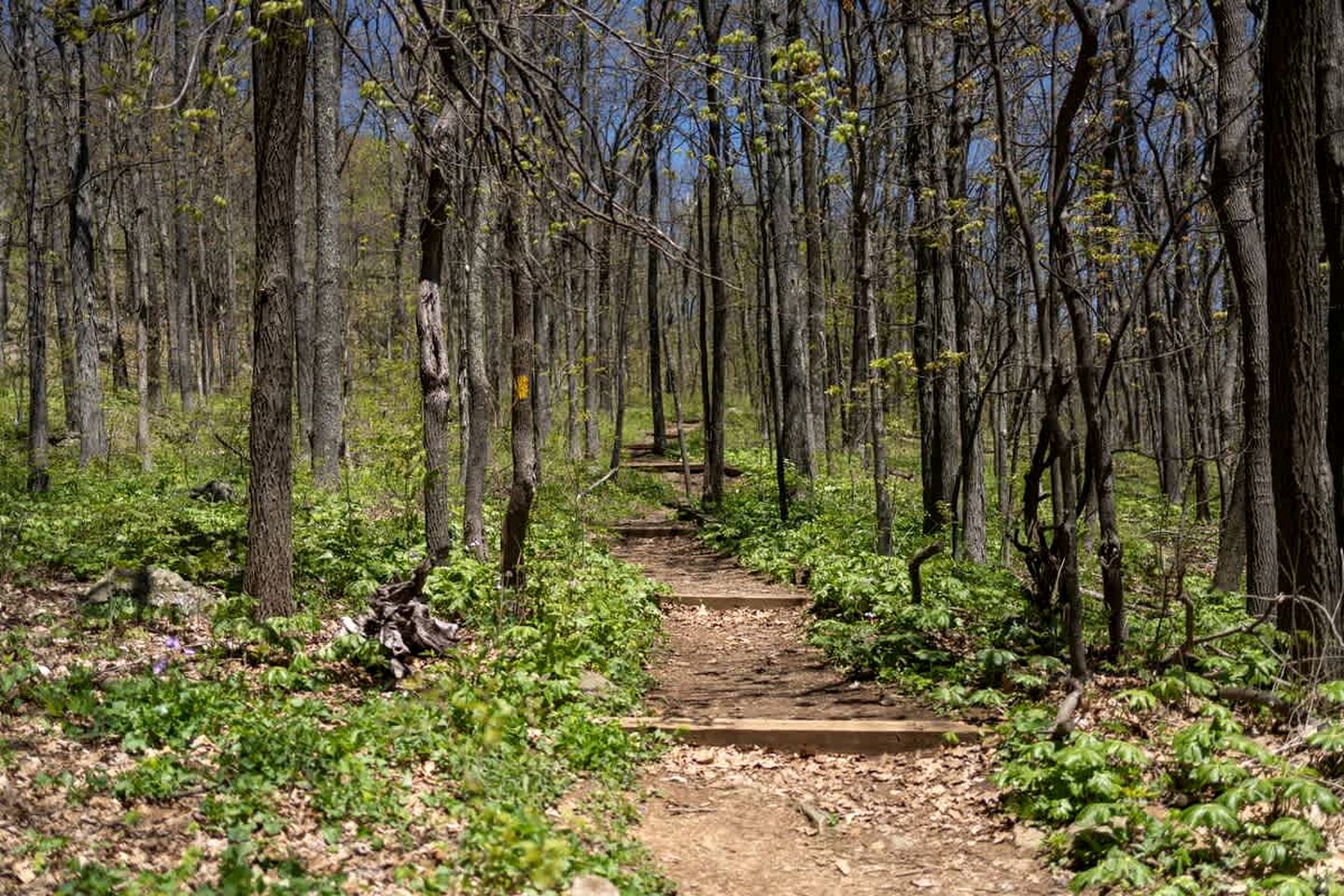 Pet-Friendly Mountain Retreat with Fireplace & Walkable Village Access Near Wintergreen Resort, Virginia