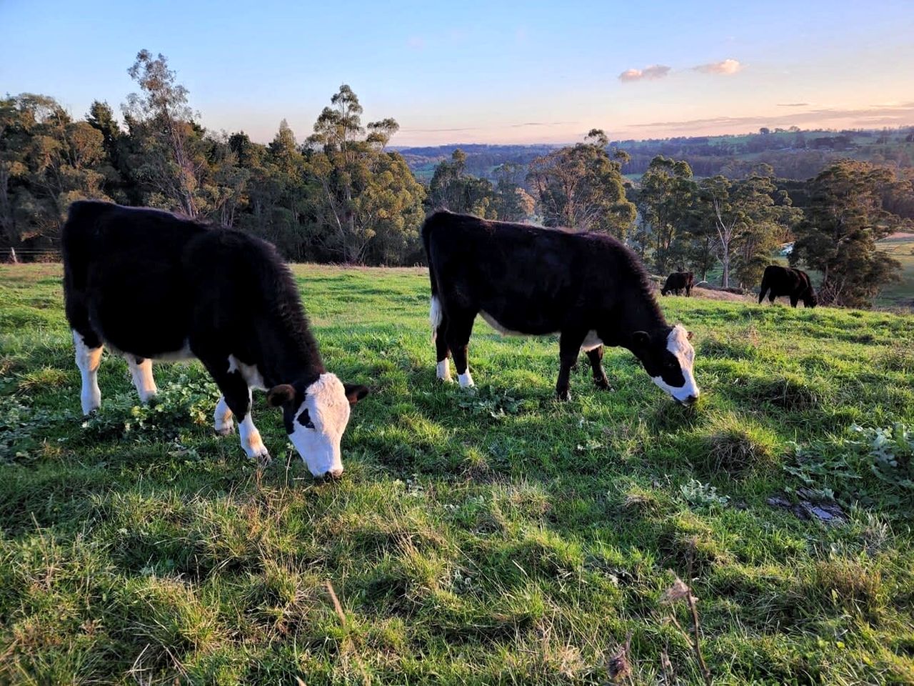 Pet Friendly Rural Glamping in Neerim South, Victoria