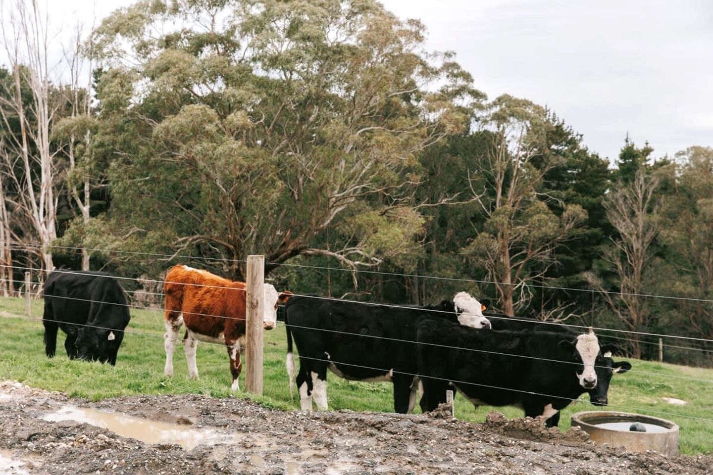 Pet Friendly Rural Glamping in Neerim South, Victoria