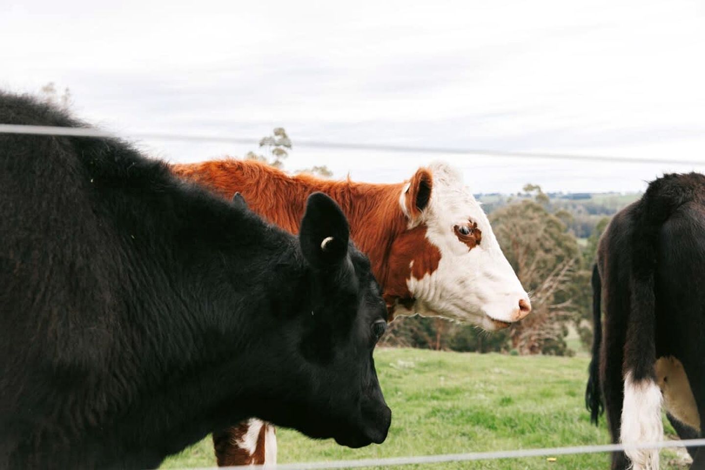 Pet Friendly Rural Glamping in Neerim South, Victoria