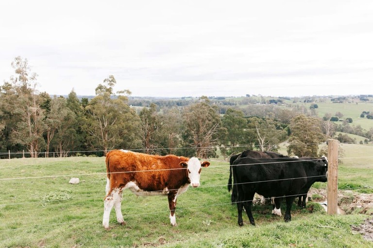 Tiny Houses (Australia, Neerim South, Victoria)