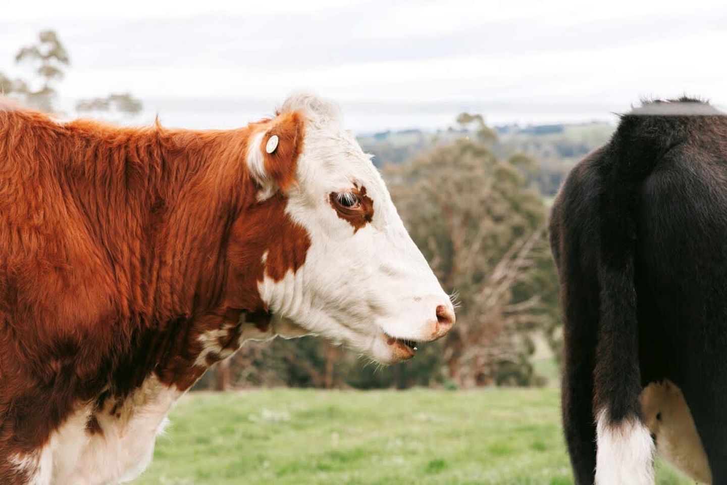 Pet Friendly Rural Glamping in Neerim South, Victoria