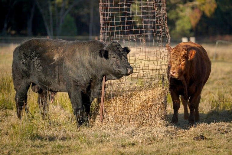 Vacation Rentals (Australia, Ulamambri, New South Wales)