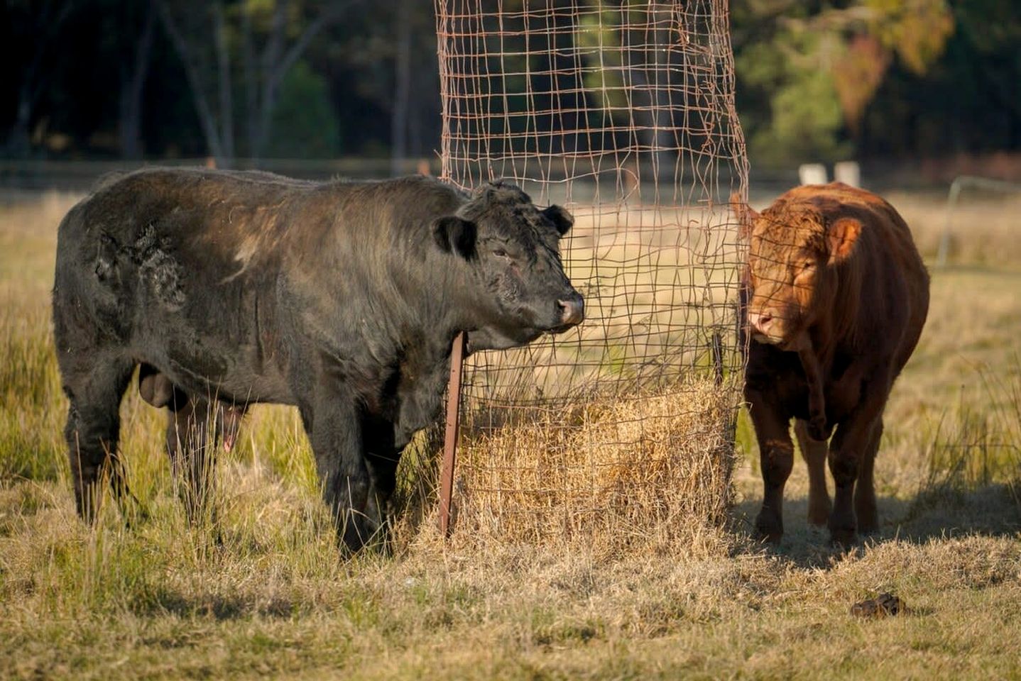Tranquil, Pet-Friendly Tiny Home Perfect for Couples Glamping in Ulamambri, Australia