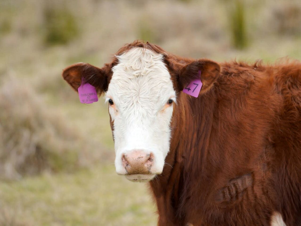 Tranquil, Pet-Friendly Tiny Home Perfect for Couples Glamping in Ulamambri, Australia