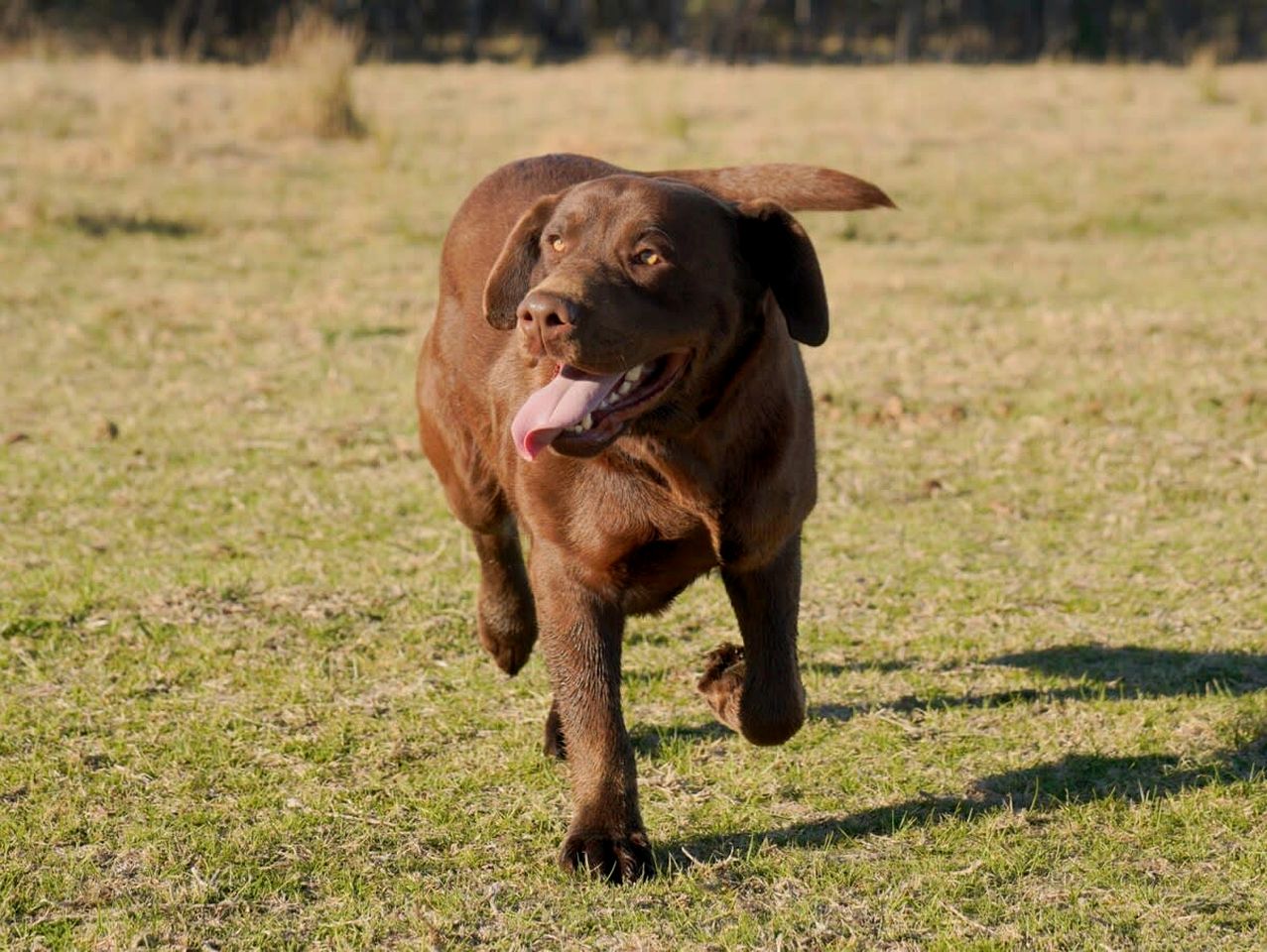 Tranquil, Pet-Friendly Tiny Home Perfect for Couples Glamping in Ulamambri, Australia