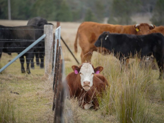 Vacation Rentals (Australia, Ulamambri, New South Wales)