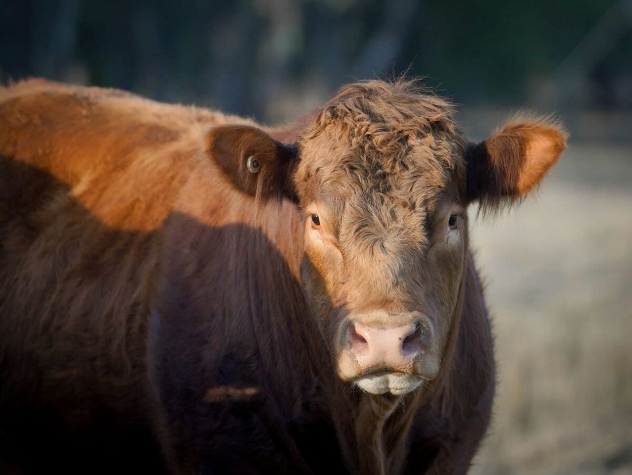 Tranquil, Pet-Friendly Tiny Home Perfect for Couples Glamping in Ulamambri, Australia