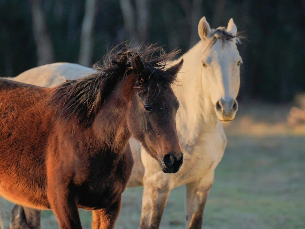 Tranquil, Pet-Friendly Tiny Home Perfect for Couples Glamping in Ulamambri, Australia