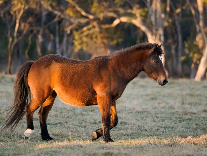 Vacation Rentals (Australia, Ulamambri, New South Wales)