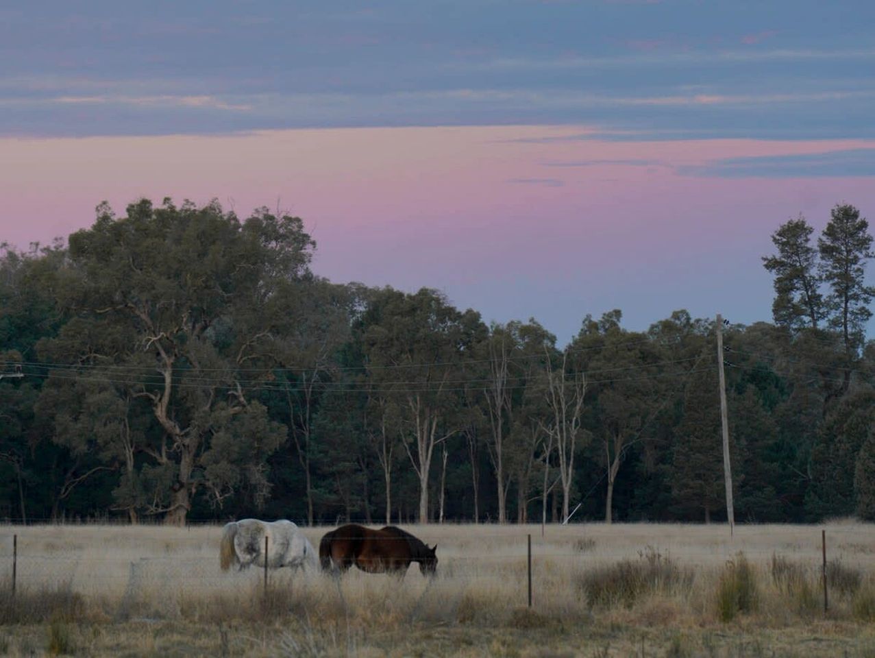 Tranquil, Pet-Friendly Tiny Home Perfect for Couples Glamping in Ulamambri, Australia