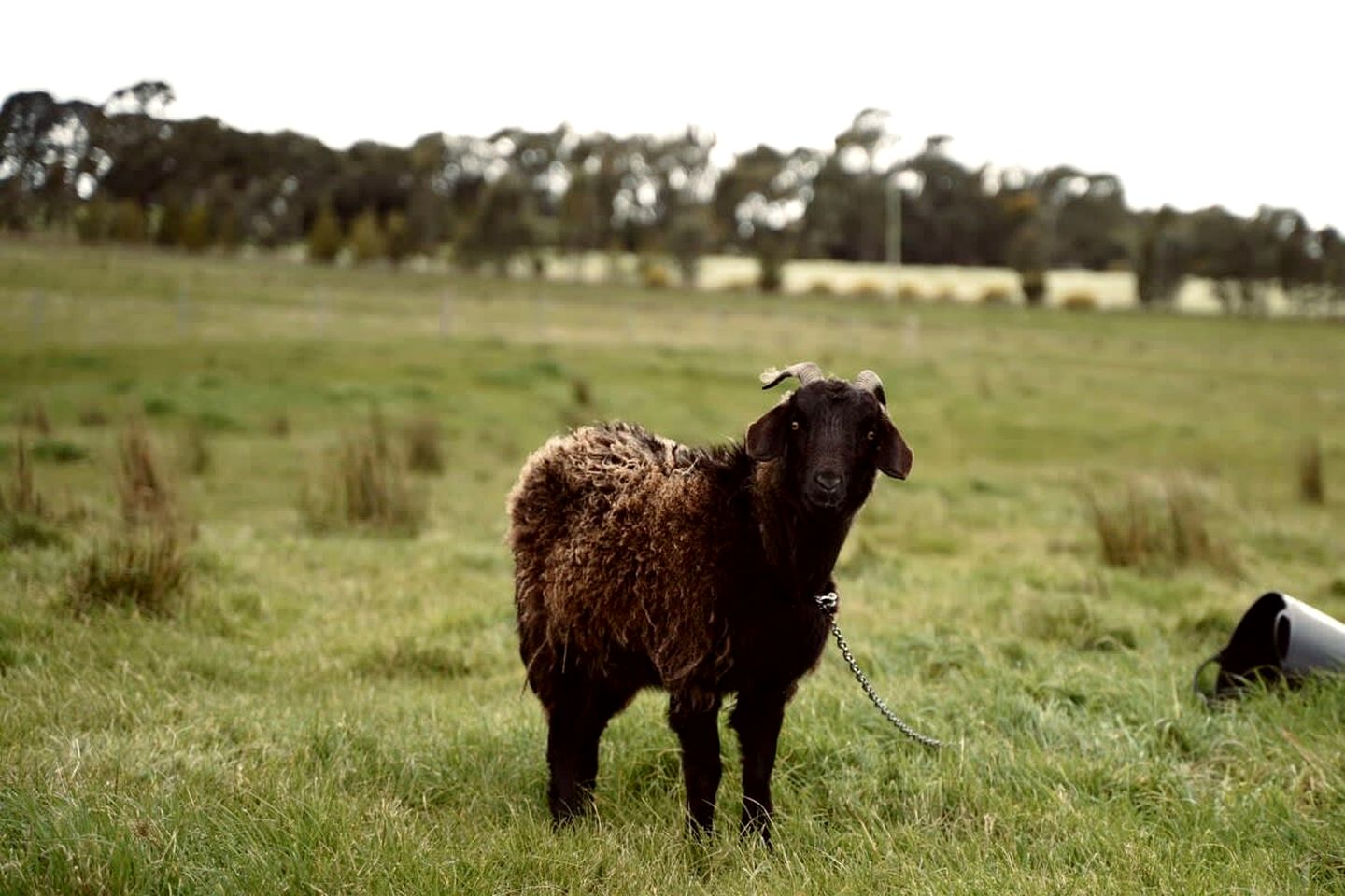 Pet Friendly Tiny Home for a Glamping Getaway outside Melbourne