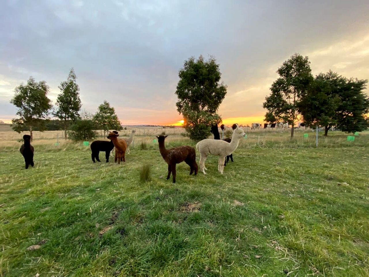Pet Friendly Tiny Home for a Glamping Getaway outside Melbourne