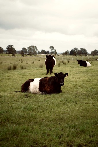 Tiny Houses (Australia, Clunes, Victoria)