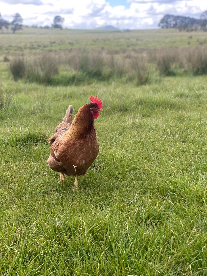 Pet Friendly Tiny Home for a Glamping Getaway outside Melbourne