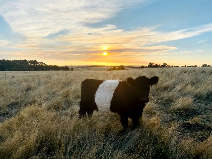 Tiny Houses (Australia, Clunes, Victoria)
