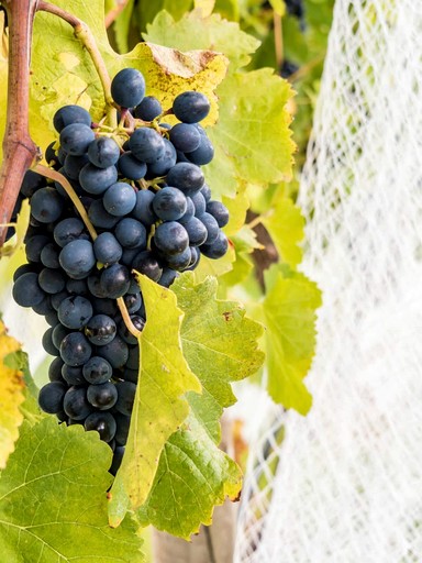 Tiny Houses (Australia, Collector, New South Wales)