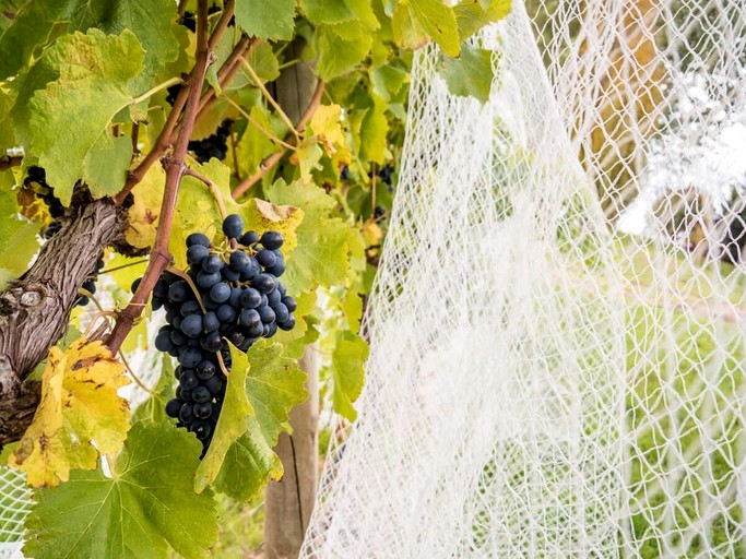 Tiny Houses (Australia, Collector, New South Wales)