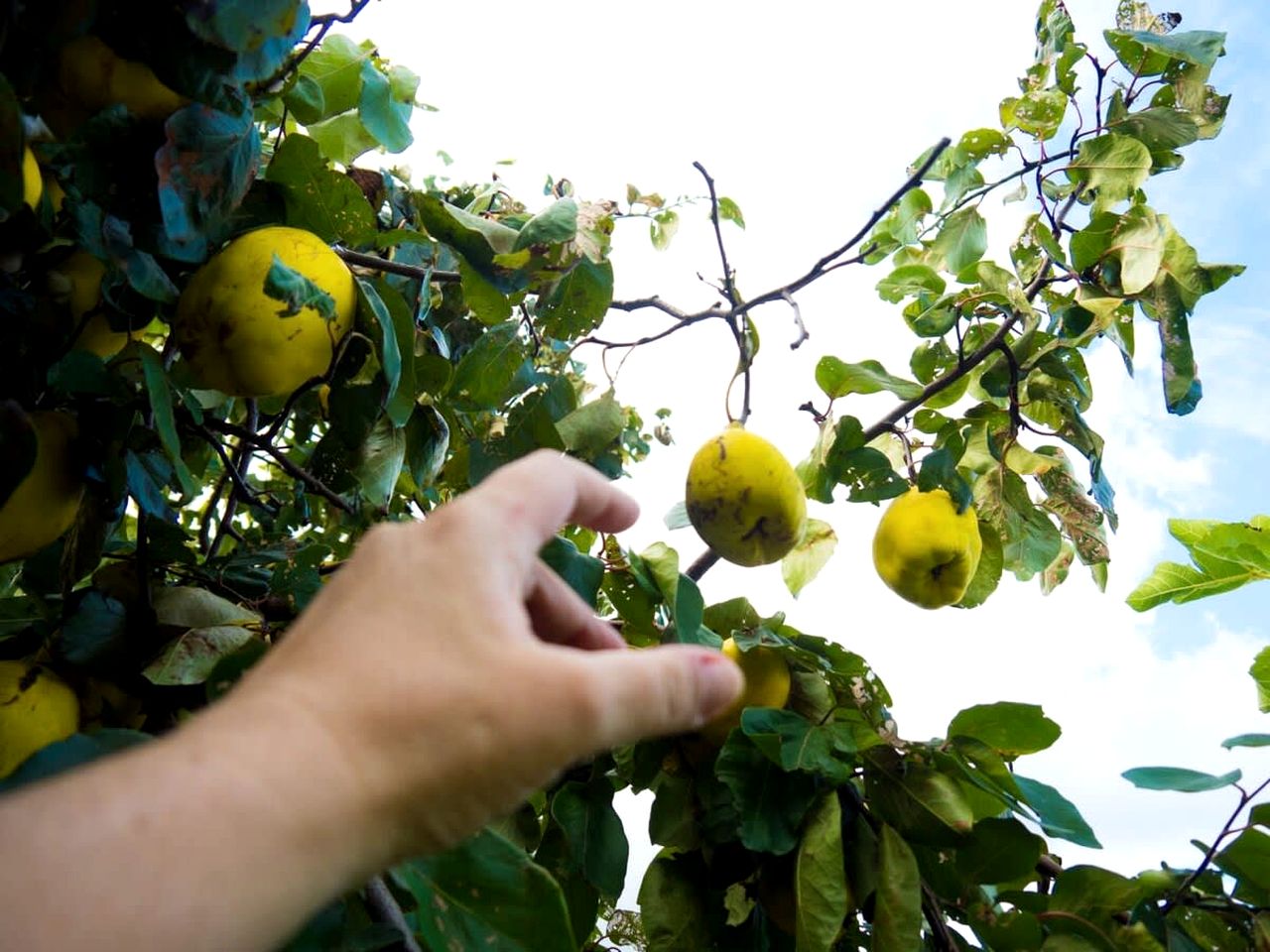 Pet-Friendly Tiny House with Vineyards Views Near Lake George in New South Wales, Australia